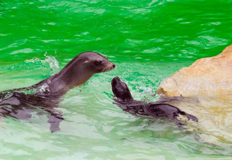 Eine kleine Sensation gab es bei den Seelöwen. Lucie hat ein Baby zur Welt gebracht, das erste im Zoo Berlin. Söhnchen Volker (re.) lernt gut und macht schnell Fortschritte. – Bild: rbb/​Thomas Ernst