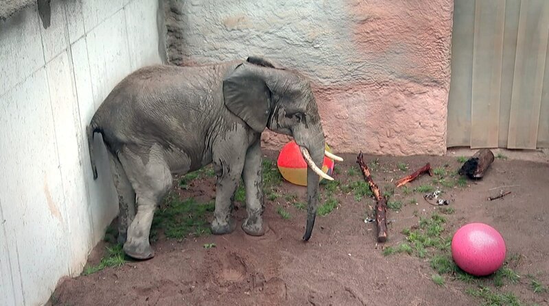 Elefantenbulle Tamo im Opel Zoo Kronberg muss im Spieleparadies zeigen, wie gut sein Ballgefühl ist. – Bild: BR/​HR
