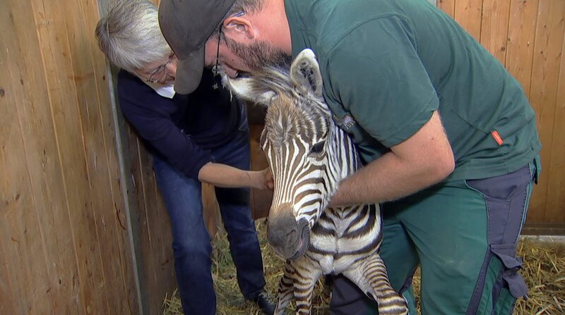 Das Team im Opel Zoo Kronberg ist erleichtert, endlich wurde das Zebrafohlen geboren. – Bild: BR/​HR