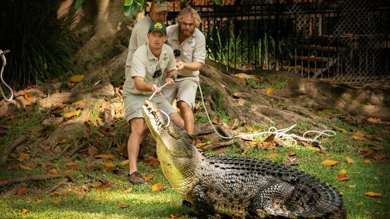 Saltwater crocodile Acco is to be relocated to a temporary home together with partner Cassie. – Bild: Animal Planet
