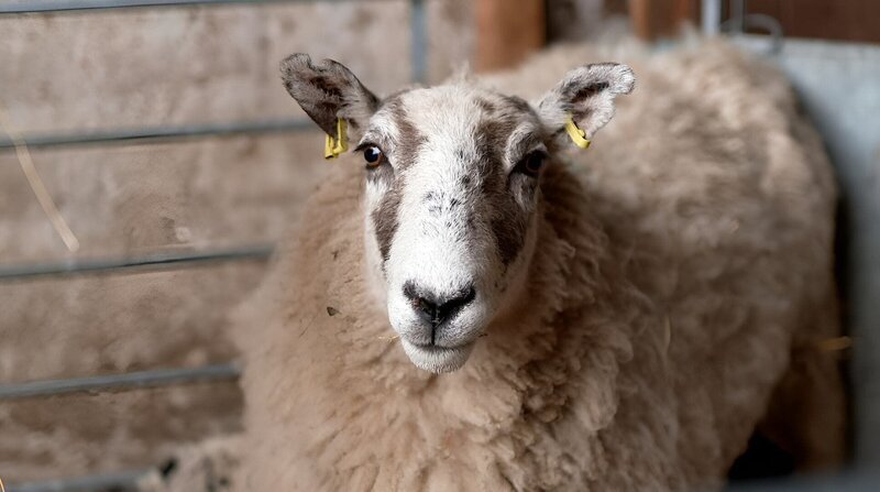 Ein Merinolandschaf von Martin Brickel. – Bild: Ralph Zipperlein /​ BR