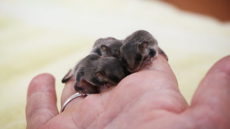 The feathertail glider triplets. – Bild: Animal Planet
