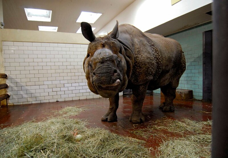 Ist Panzernashorn-Kuh Jhansi schwanger oder nicht? Sie kam extra für den Deck-Akt aus dem Tierpark in den Zoo Berlin zu Bulle Joda (Foto). Mit ihm hatte Jhansi schon vor Jahren gute Erfahrungen gemacht. – Bild: rbb/​Thomas Ernst