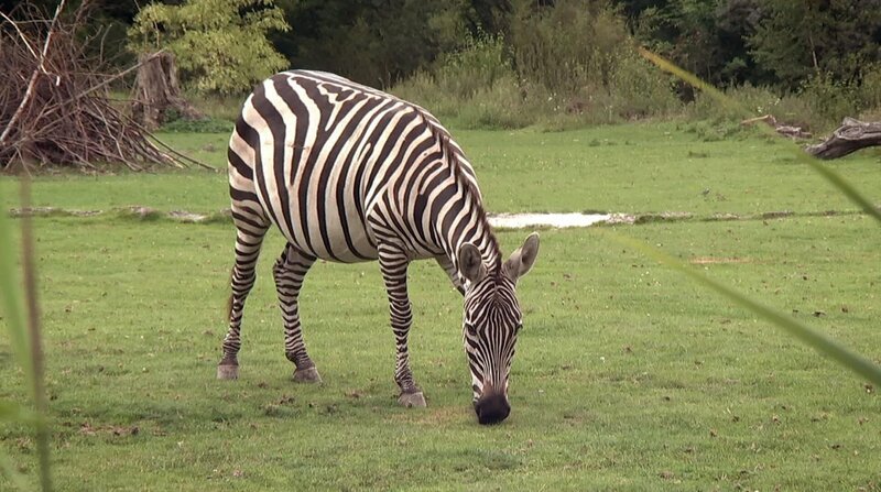Zebrastute Hanni aus dem Opel Zoo Kronberg sollte längst ihre Fohlen geworfen haben. – Bild: BR/​HR