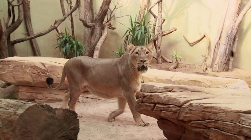Löwin Zarina im Frankfurter Zoo freut sich auf ihren neuen Gefährten. – Bild: BR/​HR
