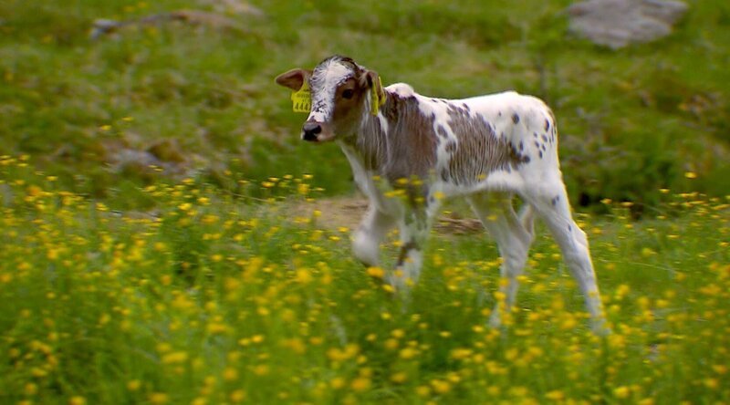 Kalb des Zebuzüchters Peter Maier auf der Oberstalleralm. – Bild: Maximilian Gruber /​ ORF /​ ORF III