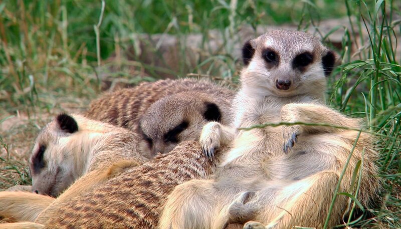 Erdmännchen im Opel-Zoo Kronberg. – Bild: HR