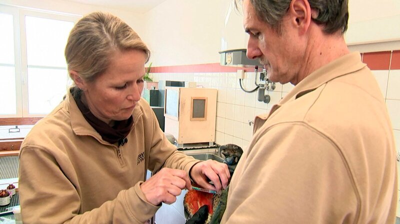 Ein Kea-Papagei hat sich schwer am Kopf verletzt. Dr. Nicole Schauerte gibt ihm eine Spritze gegen die Schmerzen. – Bild: HR