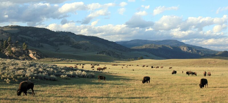 Americas größte wildlebende Bison Herde grast im Lamar Valley. – Bild: ORF/​BBC/​Paul D. Stewart