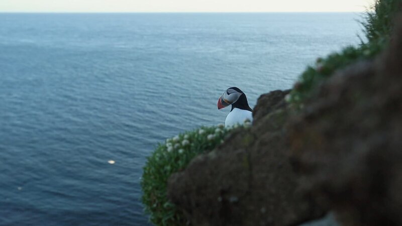 Islands Papageitaucher – Bild: GUINDALA PRODUCTION/​ INTERSCOOP /​ ZDF