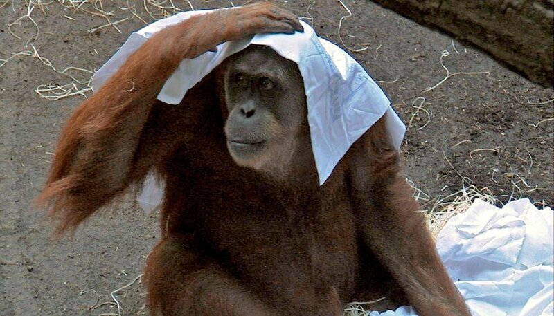 Orang-Utans im Frankfurter Zoo. – Bild: HR