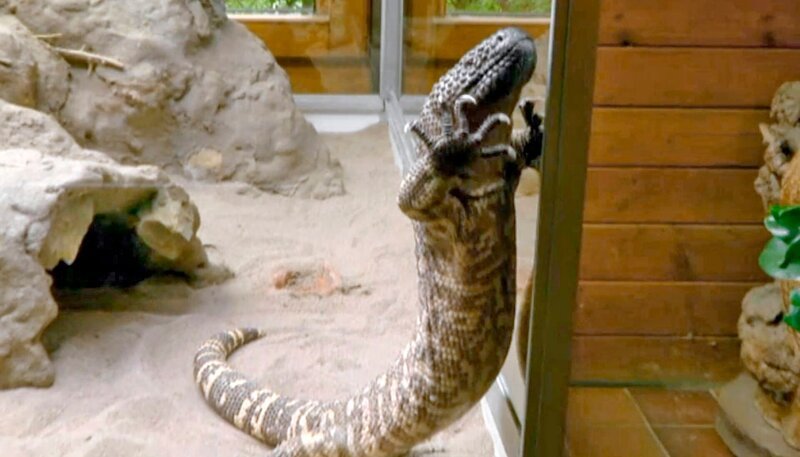 Krustenechse im Kronberger Opel-Zoo. – Bild: HR