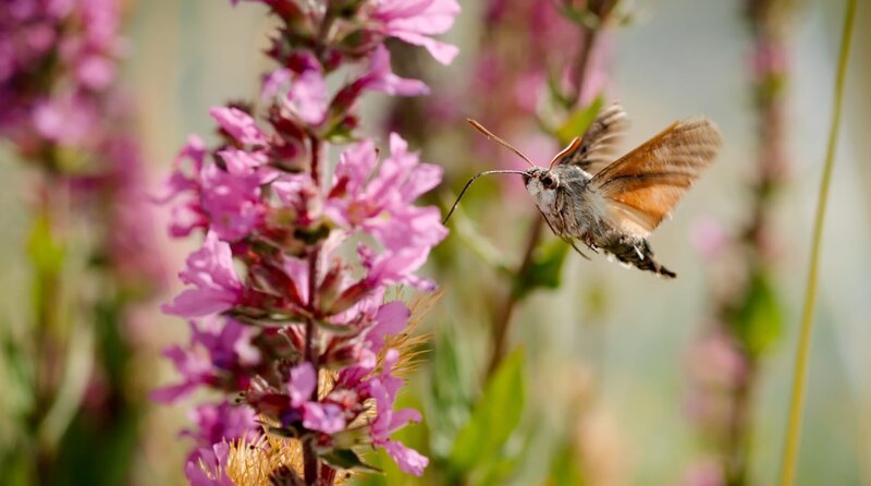Im Schwirrflug mit mehr als 80 Flügelschlägen pro Sekunde ist das Taubenschwänzchen auf Nektarsuche. Kein Wunder, wird der Falter auch Kolibri-Schwärmer genannt. – Bild: WDR/Light & Shadow GmbH/Christian Baumeister Im Schwirrflug mit mehr als 80 Flügelschlägen pro Sekunde ist das Taubenschwänzchen auf Nektarsuche. Kein Wunder, wird der Falter auch Kolibri-Schwärmer genannt. – Bild: WDR/Light & Shadow GmbH/Christian Baumeister