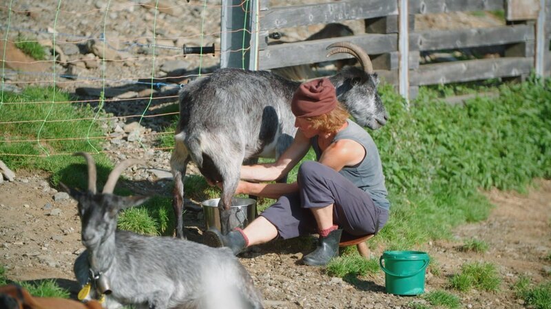 Die graue Bergziege „capra grigia“ ist im Calancatal heimisch. – Bild: SRF/​doc.station /​ ZDF
