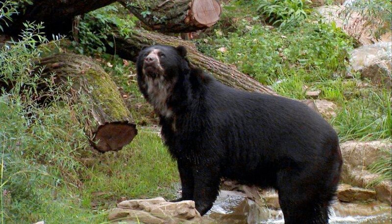 Brillenbär im Frankfurter Zoo. – Bild: HR