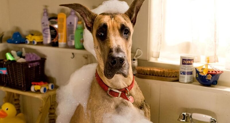 Doggen-Rüde Marmaduke im Film: Marmaduke – Bild: TVP Doggen-Rüde Marmaduke im Film: Marmaduke – Bild: TVP