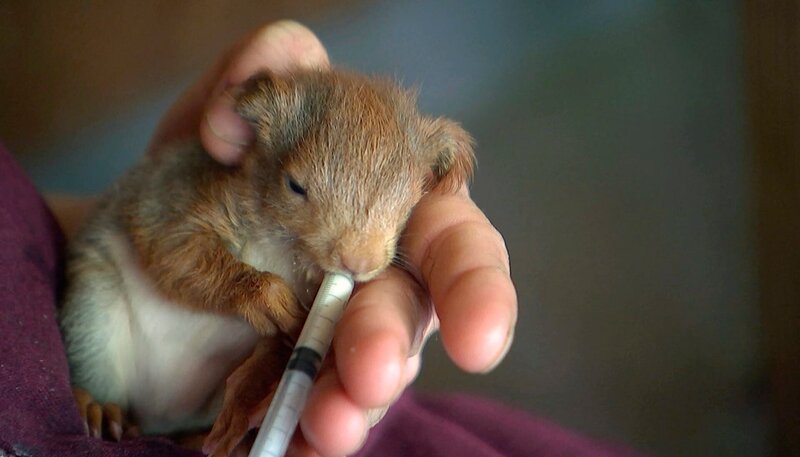 Eichhörnchen-Baby Milly, das von Spaziergängern gefunden wurde, wird im Opel-Zoo in Kronberg von Tierpflegerin Tine Hofmann aufgepäppelt. Die Ersatzmama kümmert mit sich mit reichlich Katzenmilch und viel Streicheleinheiten liebevoll um den kleinen Nager. – Bild: HR