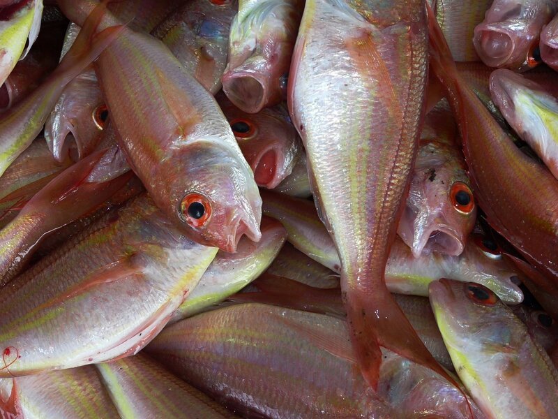 Fish /​ Ryby – Bild: CC0 Public Domain