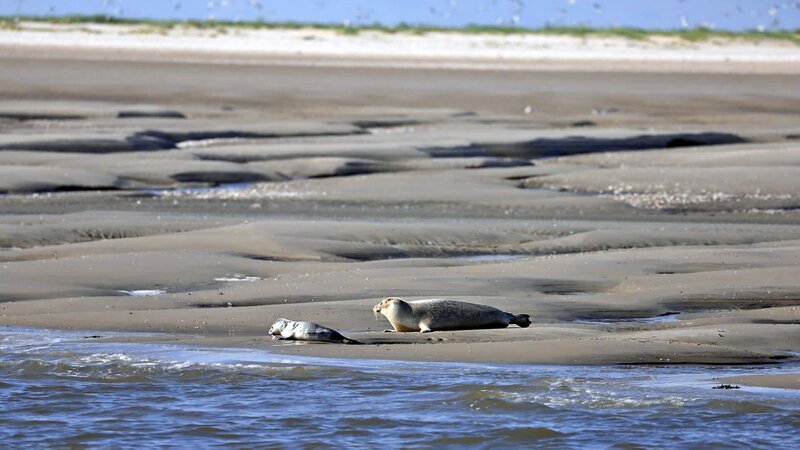 Seehundmutter mit Nachwuchs. Sechs Wochen lang werden junge Seehunde gesäugt. – Bild: BR/​TEXT+BILD Medienproduktion GmbH & Co. KG/​Oliver Kratz
