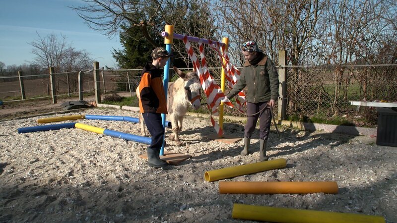 Im Parcours versuchen die Freunde Felix an verschiedene Gegenstände und Geräusche zu gewöhnen. – Bild: MDR