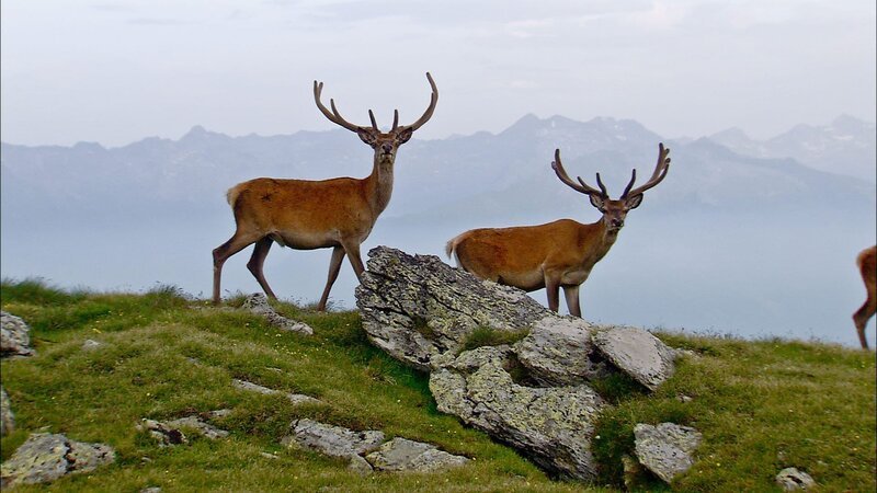 Basthirsche auf 3000 Meter. – Bild: ORF Basthirsche auf 3000 Meter. – Bild: ORF