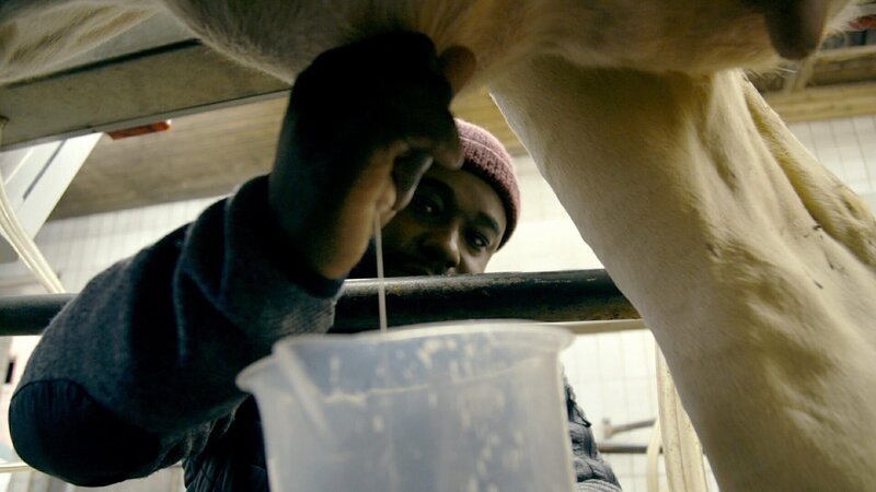 Sternekoch Nelson Müller deckt auf, wie frisch, gesund und industrialisiert unsere Milch ist. Er geht dafür melken und macht einen Laktoseintoleranz-Test – mit erstaunlichem Ergebnis. – Bild: Daniel Maiterth Sternekoch Nelson Müller deckt auf, wie frisch, gesund und industrialisiert unsere Milch ist. Er geht dafür melken und macht einen Laktoseintoleranz-Test – mit erstaunlichem Ergebnis. – Bild: Daniel Maiterth