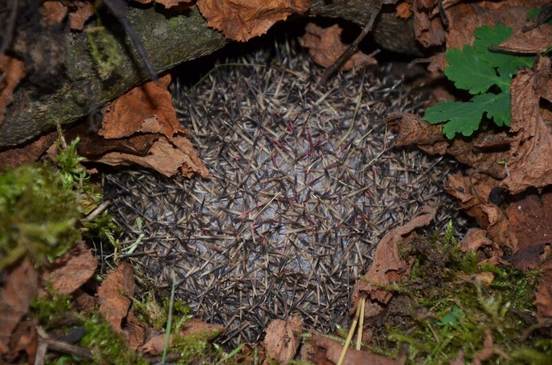 Ein Igel überwintert in seinem Nest. Rund fünf Monate halten Igel Winterschlaf – in einem Laubhaufen bauen sie sich eine Höhle. Mit Moos polstern sie ihr Nestchen aus. – Bild: BR/​TEXT + BILD Medienproduktion GmbH & Co. KG