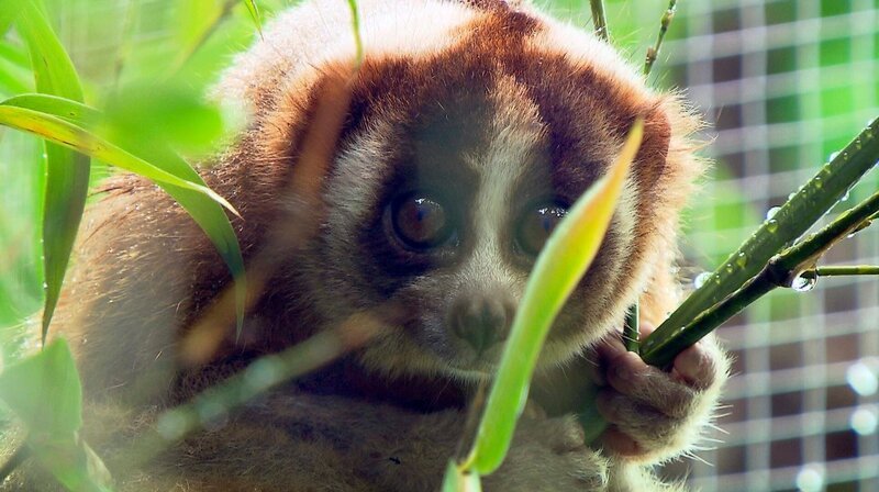 Plumploris sind kleine Nachtaffen und verdammt niedlich. Aber Achtung: die katzengroßen Primaten mit den großen Augen sind giftig. – Bild: BR/​Bild + Text Medienproduktion GmbH & Co. KG