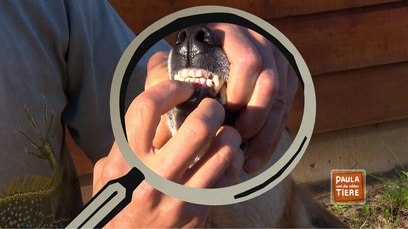 Ein Dingogebiss. – Bild: BR/​TEXT + BILD Medienproduktion GmbH