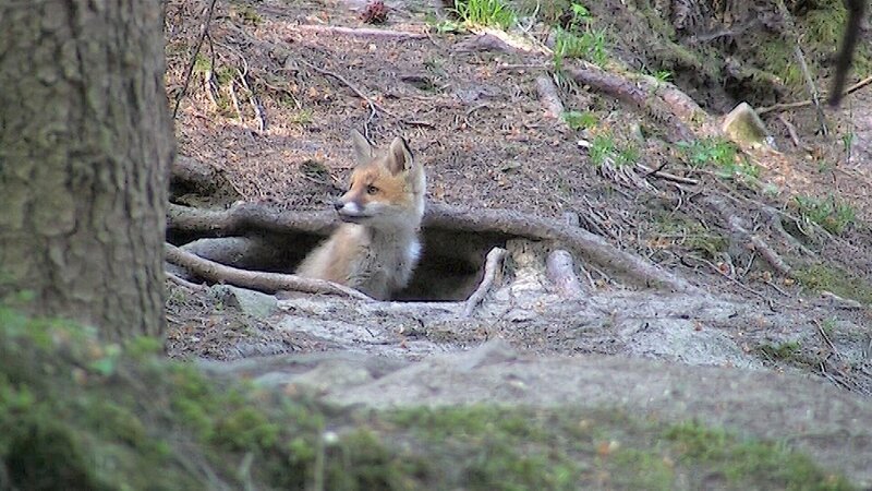 Fuchsbau. – Bild: ORF/​Hans Jöchler