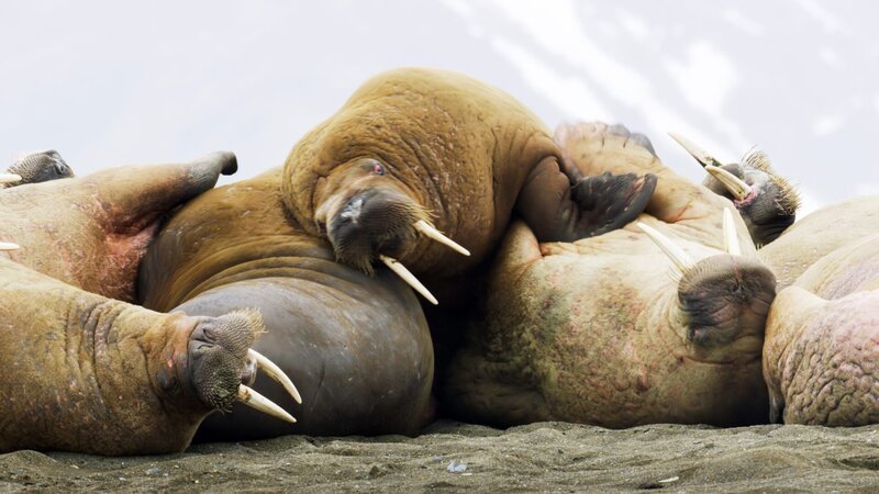 Walrosse – wie hier an einem Strand im norwegischen Spitzbergen – liegen häufig bei- oder aufeinander, um durch Aneinanderreiben Parasiten zu entfernen. – Bild: ZDF und BBC./​BBC