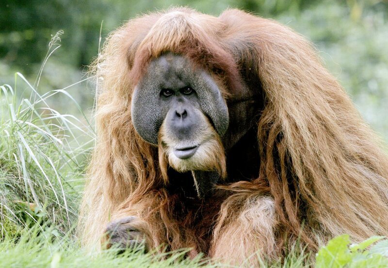 Orang Utan. – Bild: MDR/Junghans Orang Utan. – Bild: MDR/Junghans