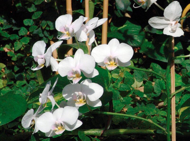 ARD/​WDR PAGAGEIEN, PALMEN & CO. Extra für den Park werden wunderschöne Orchideen gehegt und gepflegt, versetzt und neu gepflanzt. – Bild: WDR/​Loro Parque
