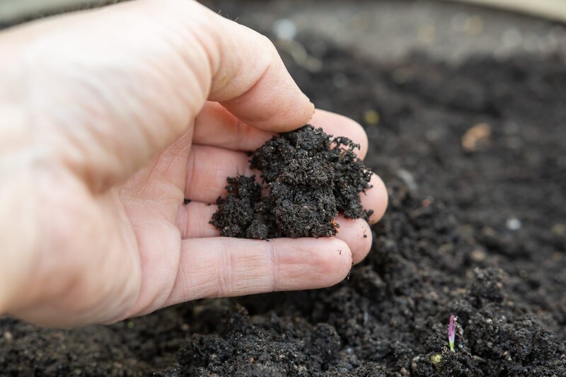 braune Humuserde in der Hand im Garten im Beet. – Bild: Tob1900/​Shutterstock