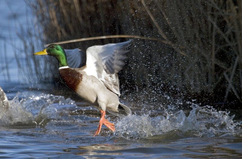 Spanien: Eldorado der Vögel – Bild: Azor Producciones