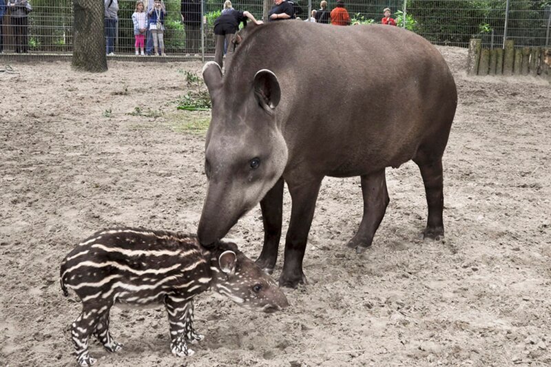 Tapirnachwuchs im Jaderpark. – Bild: Volkmar Struessmann