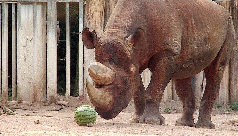 Spitzmaulnashorn im Frankfurter Zoo. – Bild: HR