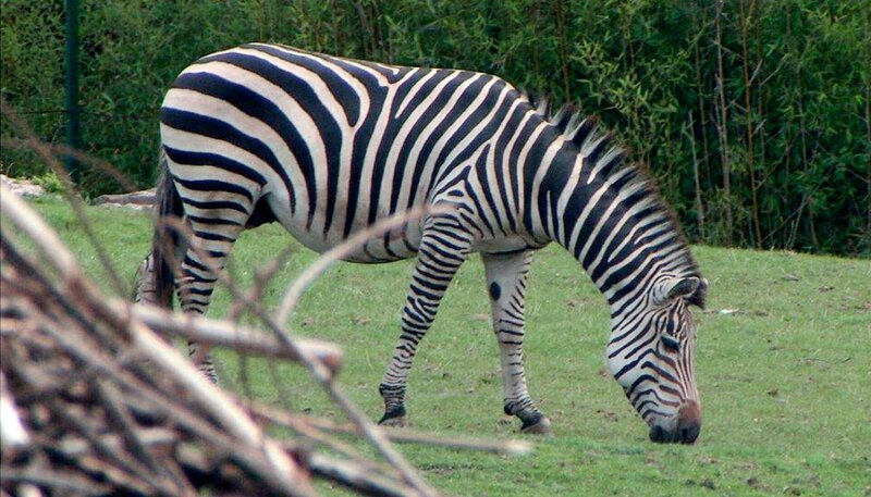 Zebra Cookie im Opel-Zoo Kronberg. – Bild: HR