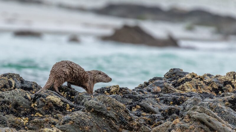 Otter finden einen großen Teil ihrer Nahrung im Wasser. Ihr dichtes Fell sorgt dafür, dass sie trotz ständiger Nässe nicht frieren. – Bild: NDR/​Martina Andrés/​Doclights Nat
