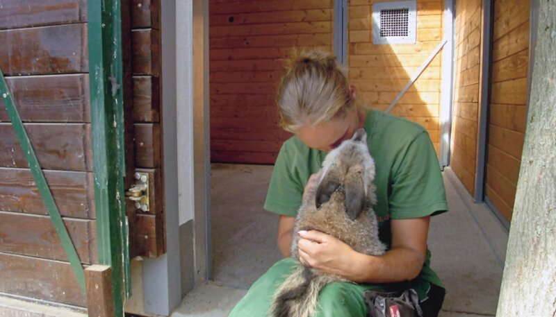Affentheater im Borgori-Gehege, Sechsteilige Sendereihe. Die kleine Löffelhündin Emma im Zoo Frankfurt mit Pflegerin Joana Geisel. – Bild: HR