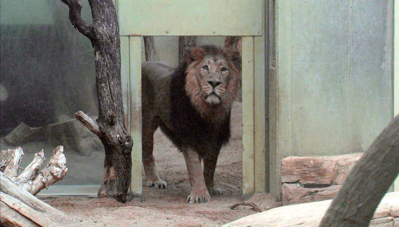 Löwenmann aus dem Frankfurter Zoo. – Bild: HR