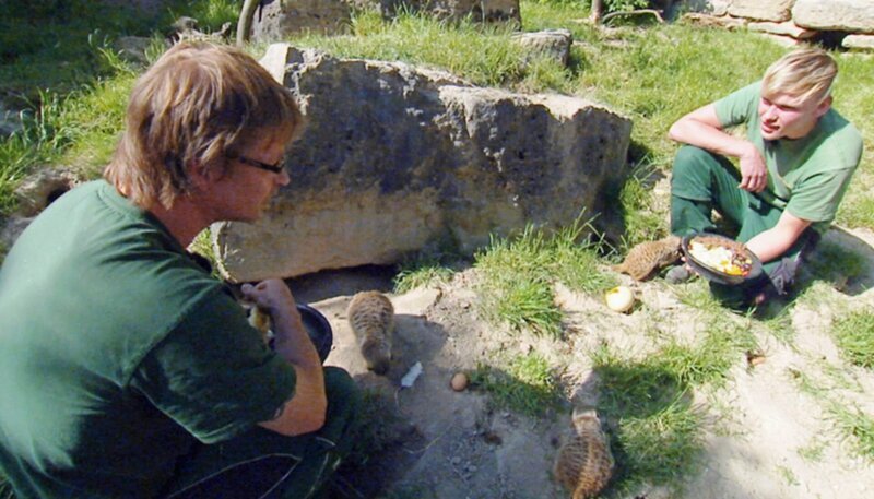 Tierpfleger Stefan von Gemünden (links) mit einem Auszubildenden bei der Erdmännchen-Fütterung im Opel-Zoo. – Bild: HR