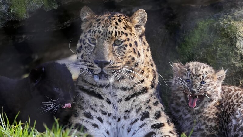 Leoparden – Bild: Norddeutscher Rundfunk