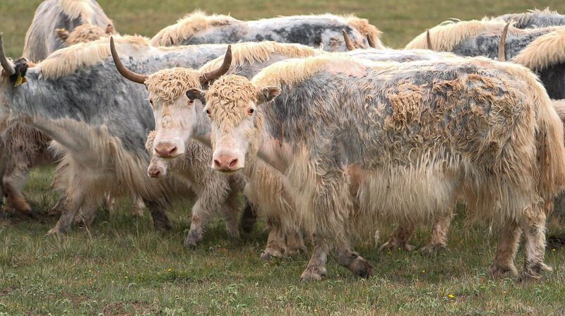 Weiße Yaks im Herzen der Himmelsberge /​ Tian Shan Gebirge (Kirgistan) – Bild: MDR/​Alexandra Junker