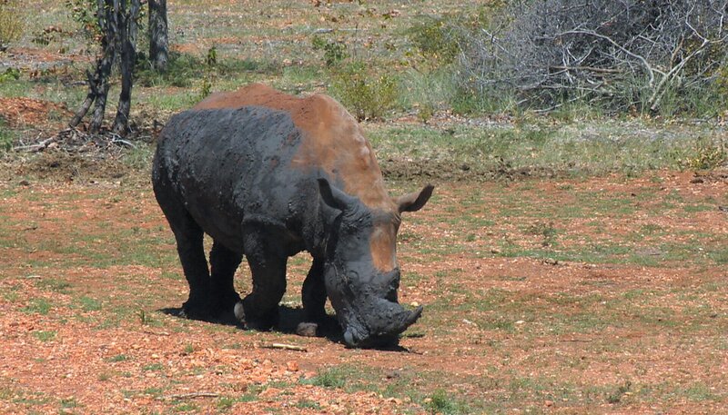Nach vier Monaten im neuen Zuhause sind die Nashörner Noah und Valerie sehr entspannt. – Bild: SWR/​Francois Botha