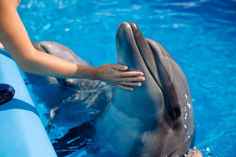 Frau berührt und spielt mit Großen Tümmlern in blauem Wasser. – Bild: skvalval/​Shutterstock