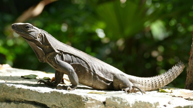 Found sunbathing on a wall, this iguana is missing part of its tail. Also known as a black iguana (Ctenosaura similis) they are commonly found in the Yucatan peninsula, Mexico. – Bild: HotHibiscus /​ Getty Images/​iStockphoto