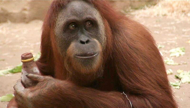 Orang-Utan im Frankfurter Zoo. – Bild: HR