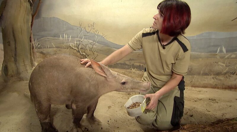 24 Jahre hat Erdferkelmann Elvis aus dem Frankfurter Zoo schon auf dem Buckel, aber er ist immer noch topfit. – Bild: BR/​HR