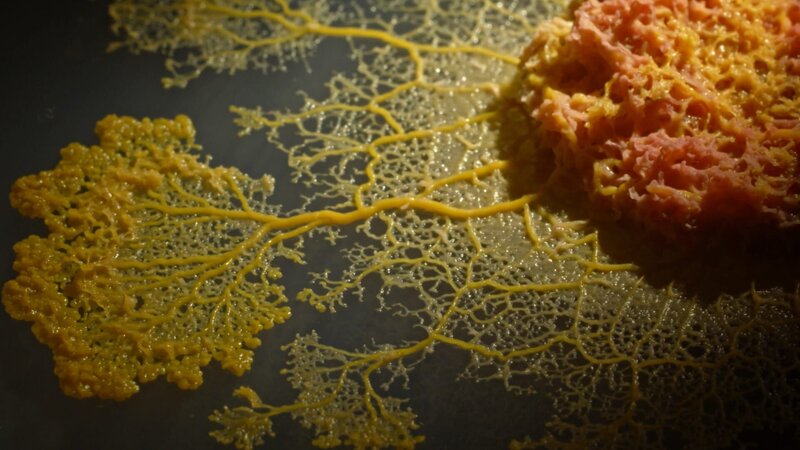 Der Blob - Schleimiger Superorganismus – Bild: Hauteville Productions